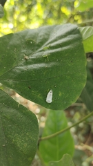 Niphopyralis