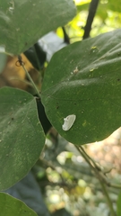 Niphopyralis