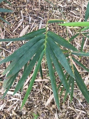 Bambusa tuldoides