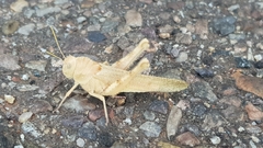 Ecphantus quadrilobus