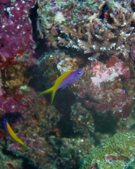 Mirolabrichthys evansi