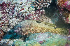 Epinephelus spilotoceps