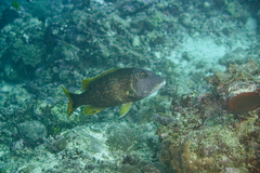 Lethrinus erythracanthus