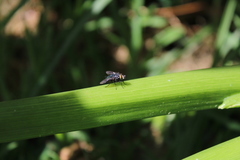 Sarconesiopsis magellanica