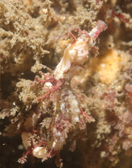 Idiotropiscis lumnitzeri