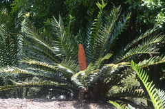 Encephalartos ferox