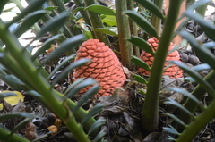 Encephalartos ferox
