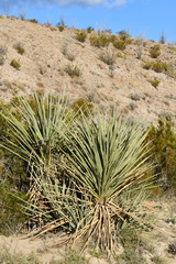 Yucca torreyi