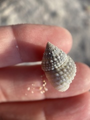 Cenchritis
