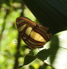 Metamorpha elissa