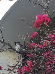 Passer domesticus