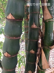 Bambusa tuldoides