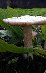 Inocybe