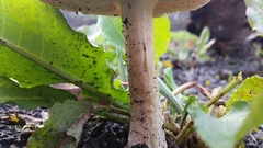 Inocybe