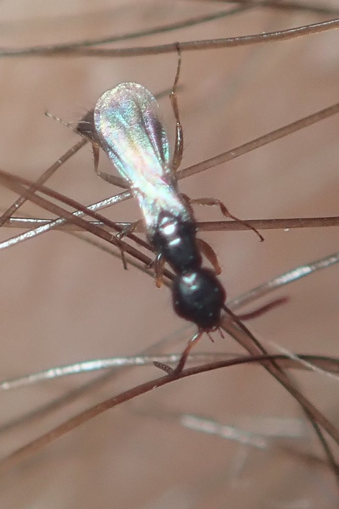 Laelius femoralis