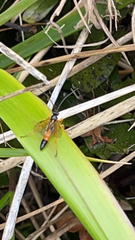 Degithina sollicitoria