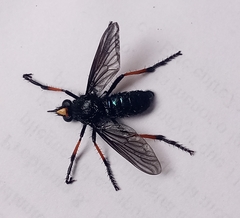 Pronomopsis pseudorubripes