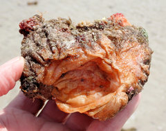 Cnemidocarpa