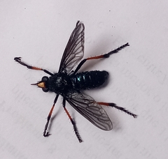 Pronomopsis pseudorubripes