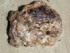 Cnemidocarpa