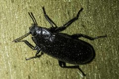 Prophanes simplex