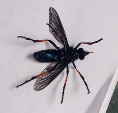 Pronomopsis pseudorubripes