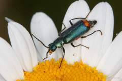 Malachius australis