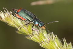 Malachius australis