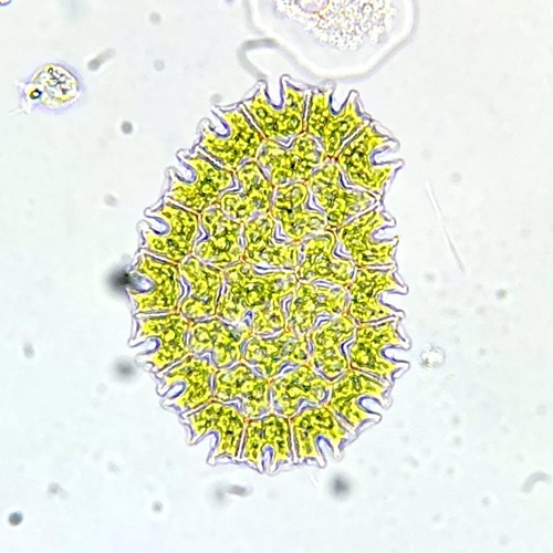 Pediastrum angulosum