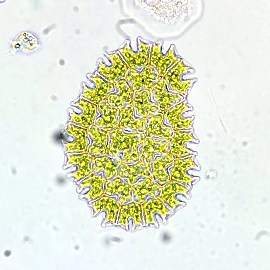 Pediastrum angulosum