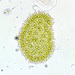 Pediastrum angulosum - Photo (c) James K. Douch, some rights reserved (CC BY-SA), uploaded by James K. Douch