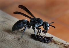 Allorhynchium argentatum