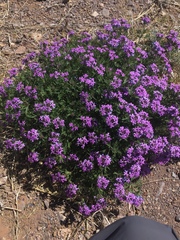 Glandularia latilobata