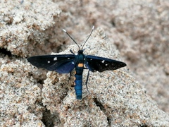 Amata simplex