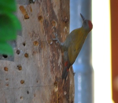 Chloropicus griseocephalus