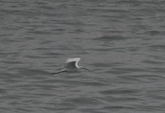 Egretta garzetta