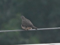 Streptopelia chinensis