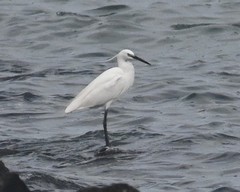 Egretta garzetta