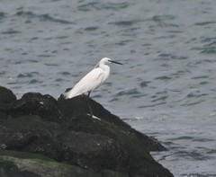 Egretta garzetta