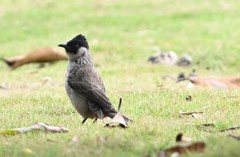 Pycnonotus aurigaster