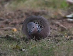 Streptopelia chinensis