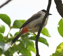 Pycnonotus aurigaster