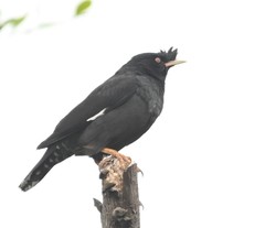 Acridotheres cristatellus