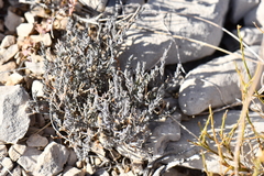 Hebecarpa macradenia