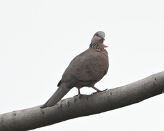 Streptopelia chinensis