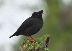 Acridotheres cristatellus