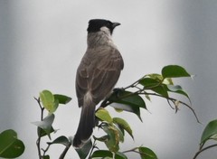 Pycnonotus aurigaster