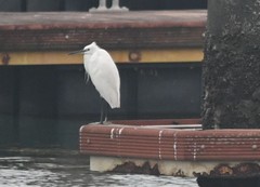 Egretta garzetta