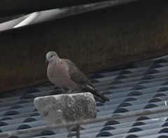 Streptopelia chinensis