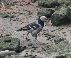 Gracupica nigricollis